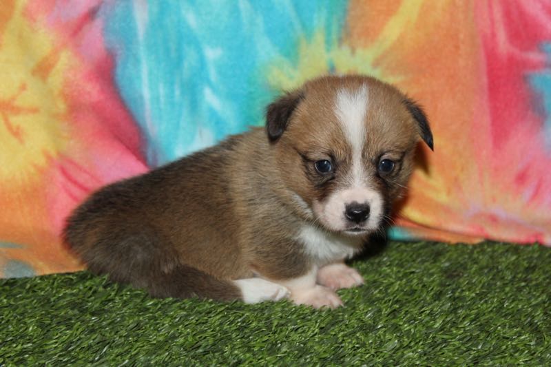 Meet Olive